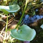 Pontederia rotundifolia Агульны выгляд