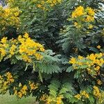 Senna surattensis 整株植物