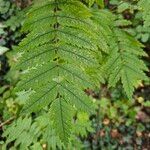 Sorbus aucuparia Blad