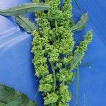 Rumex longifoliusFlower