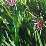 Tragopogon porrifolius പുഷ്പം