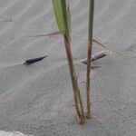 Phragmites karka Habitus