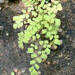 Adiantum tenerum 整株植物