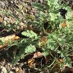 Erodium daucoides Leaf