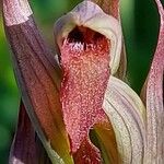 Serapias parviflora Květ