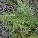 Asplenium cuneifolium Habitus