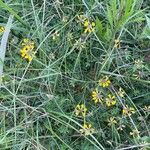 Hippocrepis comosa عادت داشتن