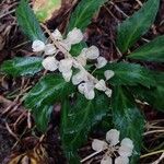 Muscari neglectum Fruit