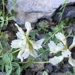 Astragalus australis Floro