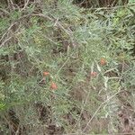 Osyris lanceolata Habit