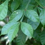 Quassia amara Hoja