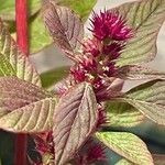 Amaranthus hybridus Кветка