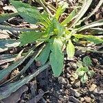 Digitalis lanata Blad