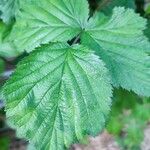 Rubus camptostachys 葉