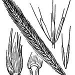 Hordeum bulbosum Arall