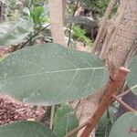 Ficus lutea Folha