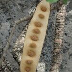 Albizia lebbeck Fruto