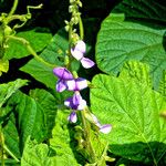 Neustanthus phaseoloides फूल