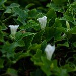 Coccinia grandis Blüte