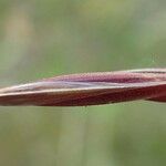 Bromus diandrus 果実