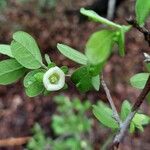 Diospyros texana Flor