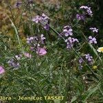 Matthiola lunata Habit