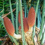 Encephalartos laurentianus果實