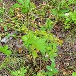 Potentilla gracilis Leaf