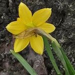 Narcissus cyclamineus Kvet