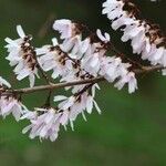 Abeliophyllum distichumFlower