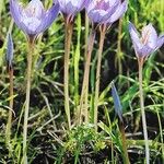 Crocus speciosus Habitus