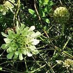 Scabiosa ochroleuca Квітка