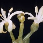 Erithalis fruticosa Λουλούδι