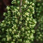 Erica arborea फूल