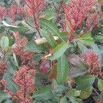 Photinia fraseri عادت داشتن