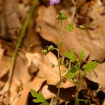 Nemophila pulchella Habit