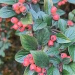 Cotoneaster pannosus Φρούτο