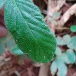 Desmodium incanum Leaf