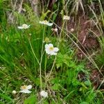 Ranunculus platanifolius Blomma
