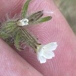 Silene gallica Flower