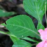 Impatiens flaccida Yaprak