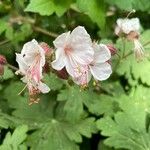 Geranium macrorrhizumBlomma