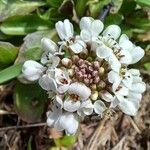 Noccaea caerulescens Blüte