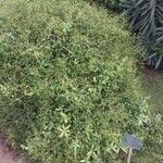 Rubia tinctorum অভ্যাস