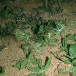 Eryngium foetidum Habit