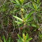 Hibbertia ebracteata Характер