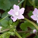 Malva neglectaKukka