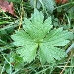 Geranium palustreDeilen