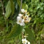 Miconia xalapensis Kvet