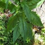 Erechtites hieraciifolius Leaf